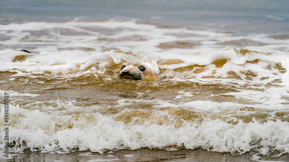 Large Elephant Seal, orange and yellow in color frolics and plays in the ocean, posing for the camera with large eyes and large whiskers
