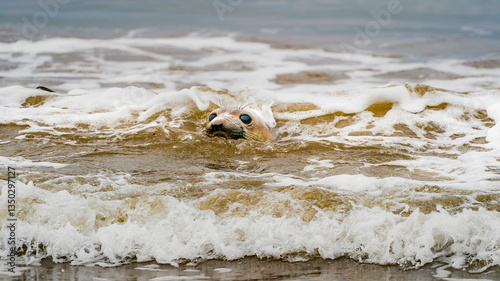 Obraz na płótnie Large Elephant Seal, orange and yellow in color frolics and plays in the ocean, posing for the camera with large eyes and large whiskers w salonie