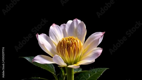 White Lotus in Bloom on Black.