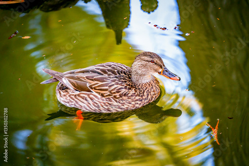 Obraz na płótnie Duck sitting and treading water in calm state w salonie