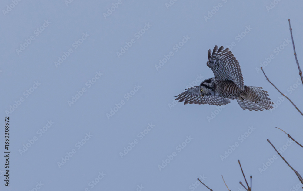 Fototapeta premium Hawk Owl On Tree Top