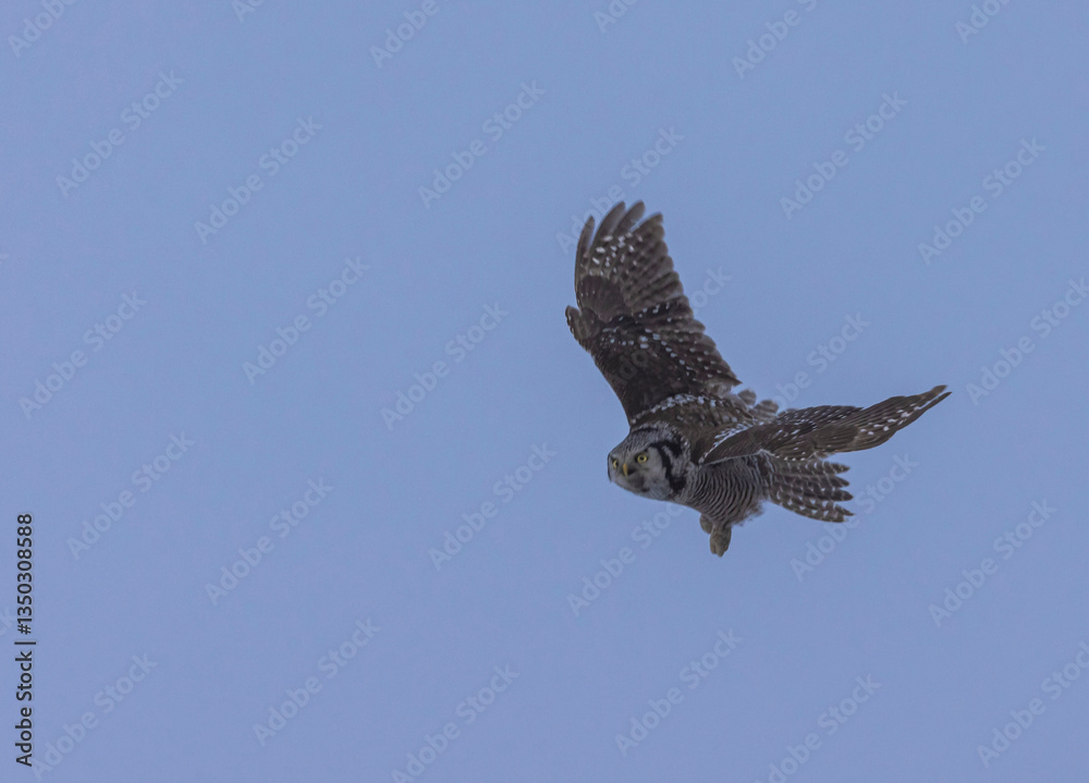 Fototapeta premium Hawk Owl In Motion