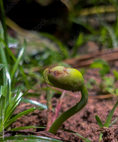 snake in the grass