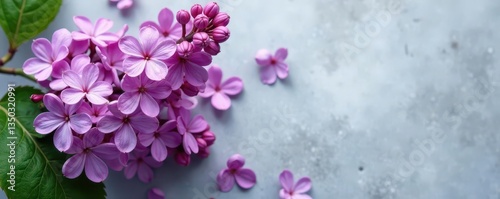 Delicate violet lilac blossoms arranged on a textured grey backdrop , elegant, serenity