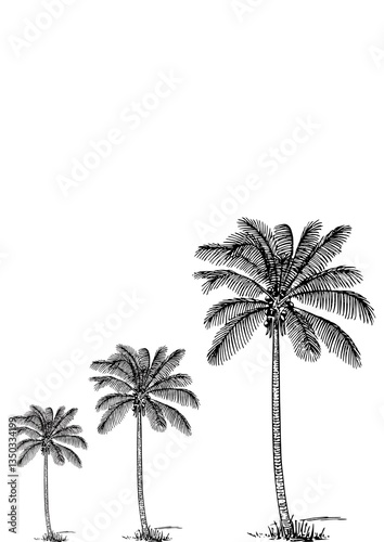 palm tree silhouette