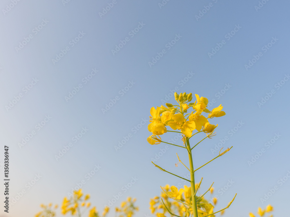 朝日があたる菜の花と空02