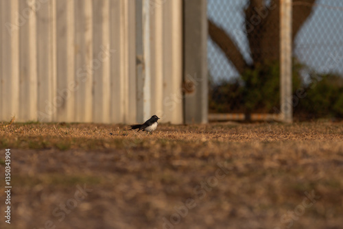 Small black and white willy wagtail bird outdoors in warm sunlight