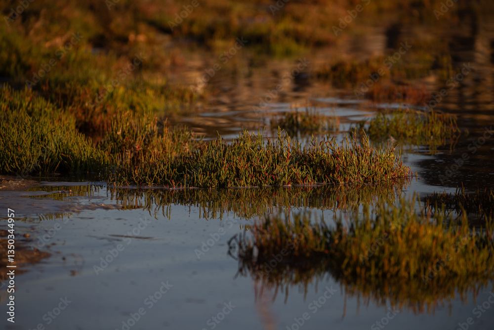 A coastal wetland scene with patches of green and reddish salt-tolerant vegetation growing in shallow water, illuminated by warm sunlight