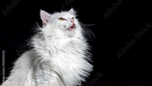 Foto White angora cat isolated on black background.