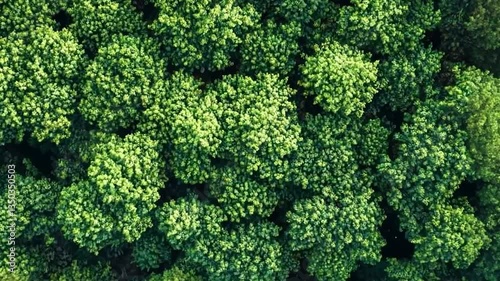 A macro closeup reveals a fractal pattern in the fresh, green moss, a natural vegetarian ingredient reminiscent of broccoli