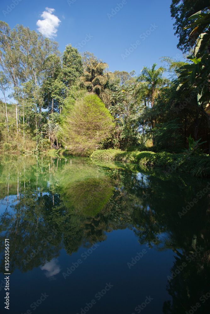 Palm trees, the tropical forest at the shore of the lake, Inhotim, Minas Gerais, Brazil. Palm trees, the tropical forest at the shore of the lake, Inhotim, Minas Gerais, Brazil.