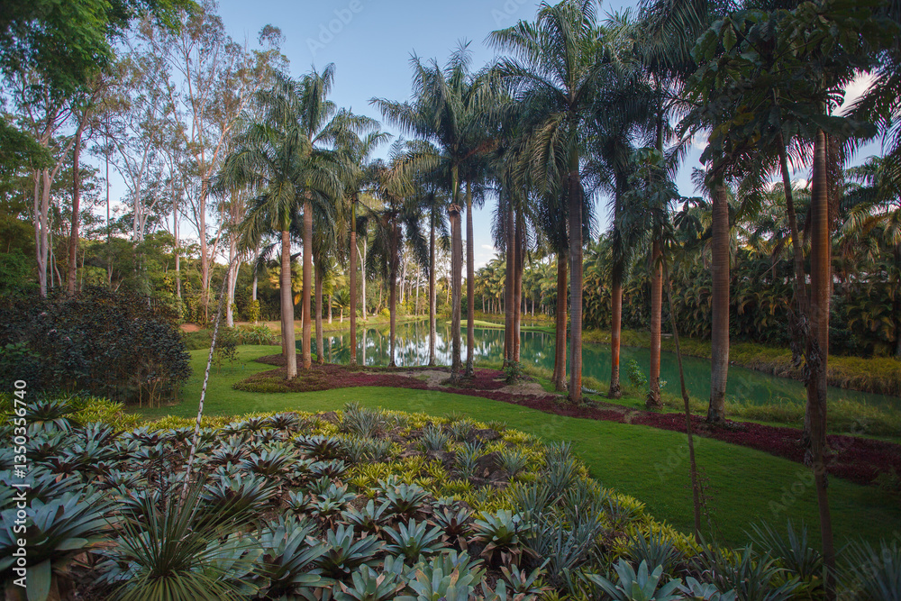 Palm trees, the tropical forest at the shore of the lake, Inhotim, Minas Gerais, Brazil.