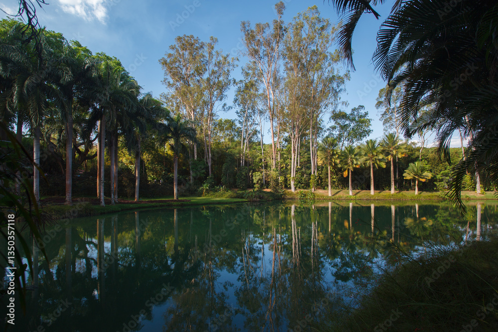 Obraz premium Palm trees, the tropical forest at the shore of the lake, Inhotim, Minas Gerais, Brazil.