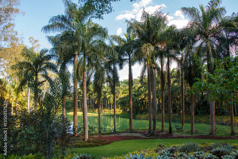 Palm trees, the tropical forest at the shore of the lake, Inhotim, Minas Gerais, Brazil.