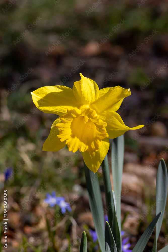 Obraz premium Detail of a yellow daffodil with soft bokeh in sunlight