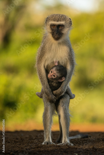 Vervet Monkey (Chlorocebus pygerythrus). A mother vervet monkey cradles her young while standing protectively. Lush green African woodland. The baby clings to her, gazing curiously at the camera.