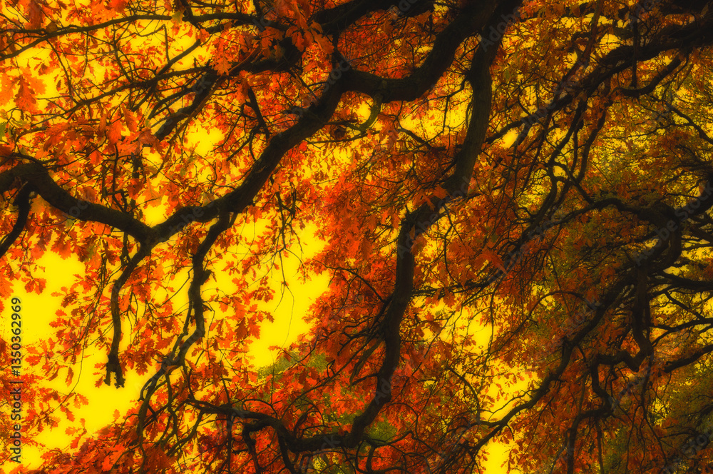 Leaves, landscape and tree with sunset sky, autumn and growth for sustainability and nature. Outdoor bush, woods and plants for healthy environment, countryside season and ecology with foliage Leaves, landscape and tree with sunset sky, autumn and growth for sustainability and nature. Outdoor bush, woods and plants for healthy environment, countryside season and ecology with foliage