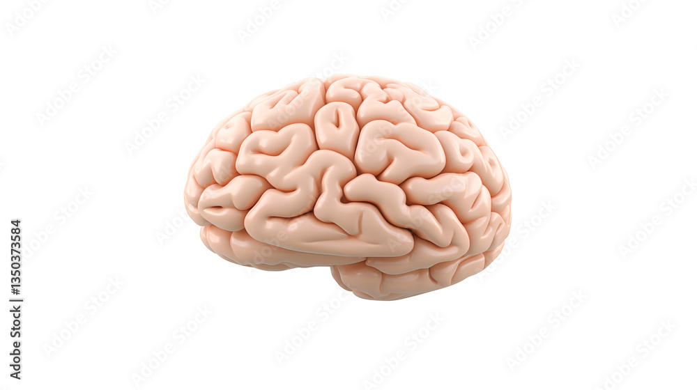 Anatomical rendering showing a human brain with convolutions on a plain black backgroundisolated on transparent background Anatomical rendering showing a human brain with convolutions on a plain black backgroundisolated on transparent background