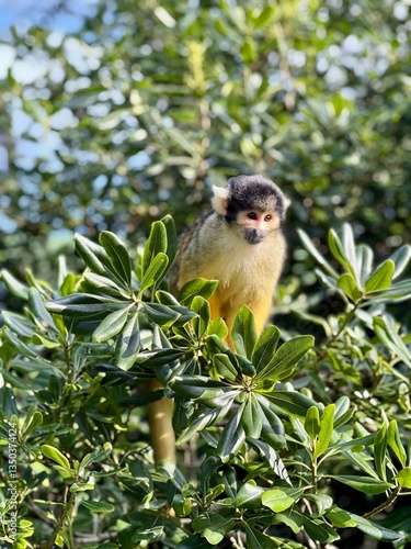 black-capped squirrel monkey