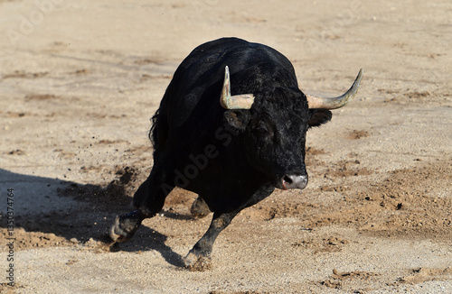 Картината върху платно a strong bull in spain in a traditional spectacle of bullfight