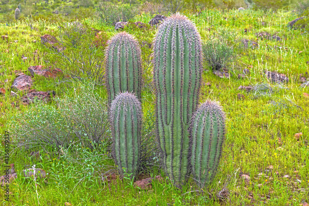 Young Saguaro Cactus in the Springtime Desert