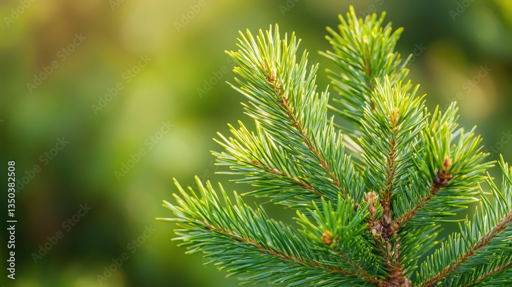 Pine Leaves on a Small Pine Tree Branch in a Forest, Sunlight Illuminating Green Plants with a Blurred Background and Shallow Depth of Field on a Sunny Day Pine Leaves on a Small Pine Tree Branch in a Forest, Sunlight Illuminating Green Plants with a Blurred Background and Shallow Depth of Field on a Sunny Day