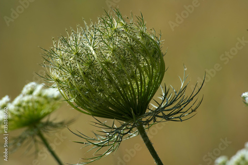 close up of a flower,Sea Carrot Daucus carota, Sarinia, Italy.