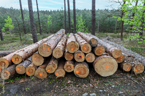 Logs stacked in a forest clearing ready for transport during daylight hours