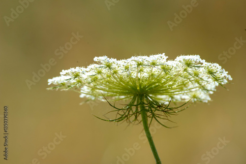 close up of a flower,Sea Carrot Daucus carota, Sarinia, Italy.