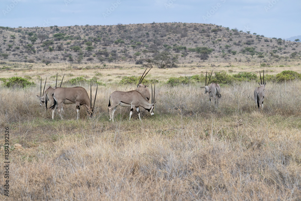 Naklejka premium A herd of Beisa Oryx grazes in the open savannah, surrounded by scattered acacia trees under a soft, hazy sky