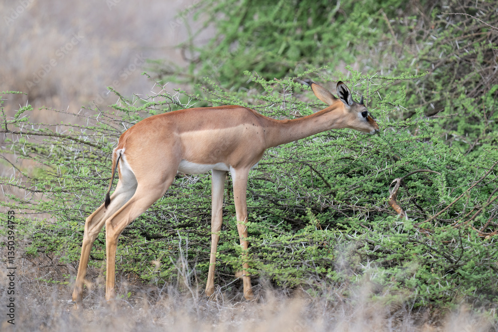 Gerenuk browses on thorny acacia branches, stretching its neck to reach fresh green leaves Gerenuk browses on thorny acacia branches, stretching its neck to reach fresh green leaves