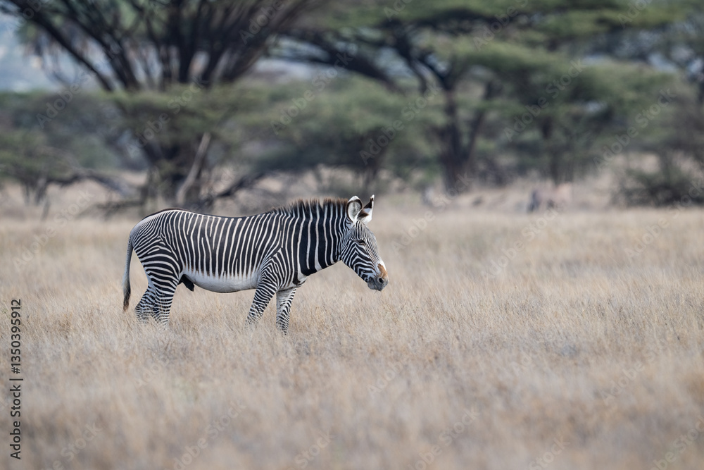 Fototapeta premium Grevy's zebra standing in tall grass on the African savanna