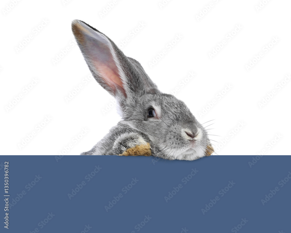 Fototapeta premium Cute fluffy rabbit peeking out from blue paper on white background