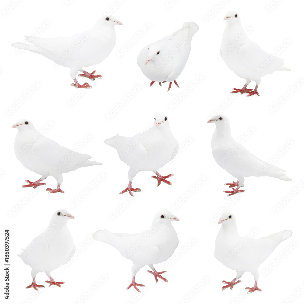 Fototapeta premium Beautiful dove isolated on white, collage of photos