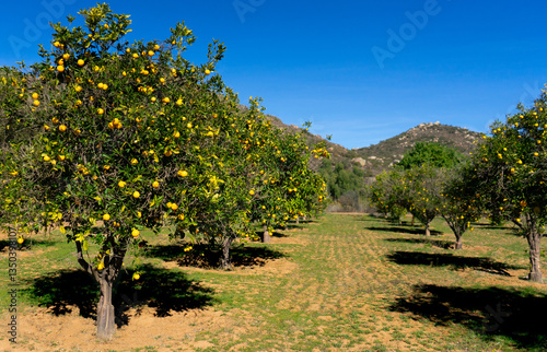Orange trees in a citrus grove in Mexico