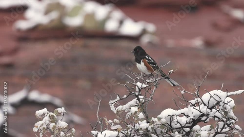 A Spotted Towhee hops around on top of a snow covered bush knocking the snow off a few of the branches. Small snowflakes fall around him with the red sandstone of Zion NP Ut. USA in the background.