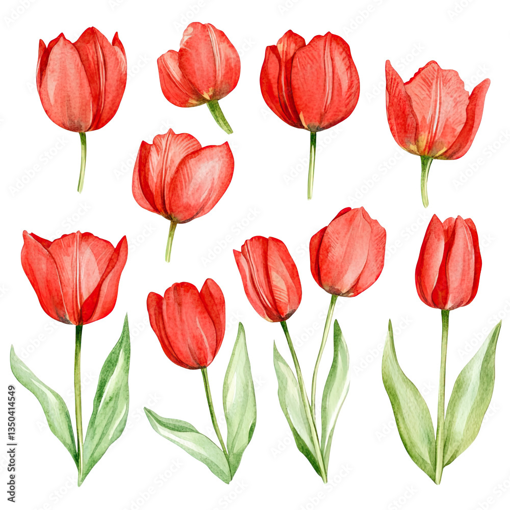Fototapeta premium A collection of vibrant red tulips in various stages of bloom, showcasing their delicate petals and lush green leaves.