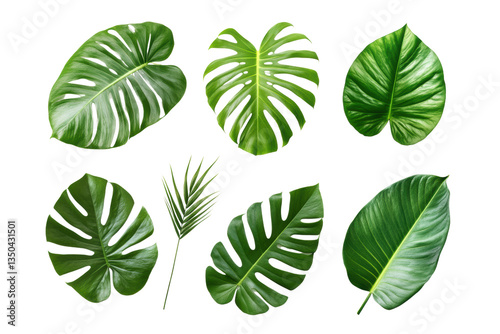 Tropical leaves collection. isolated on transparent or white background, png
