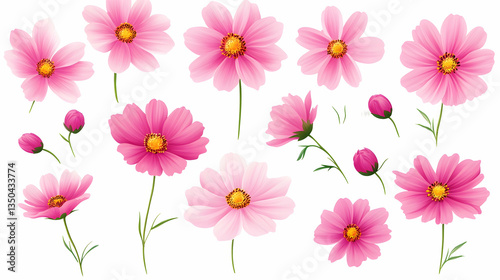 Pink cosmos flowers blooming, isolated on white background; perfect for floral design