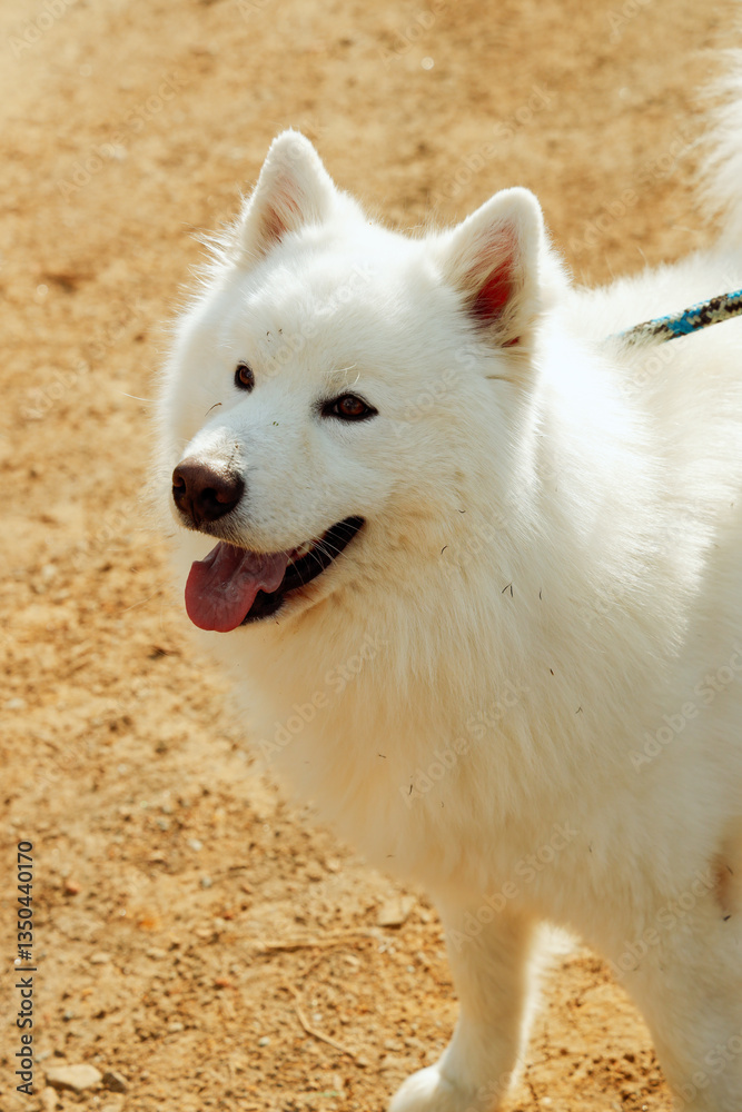 Fototapeta premium Happy Samoyed Dog Portrait