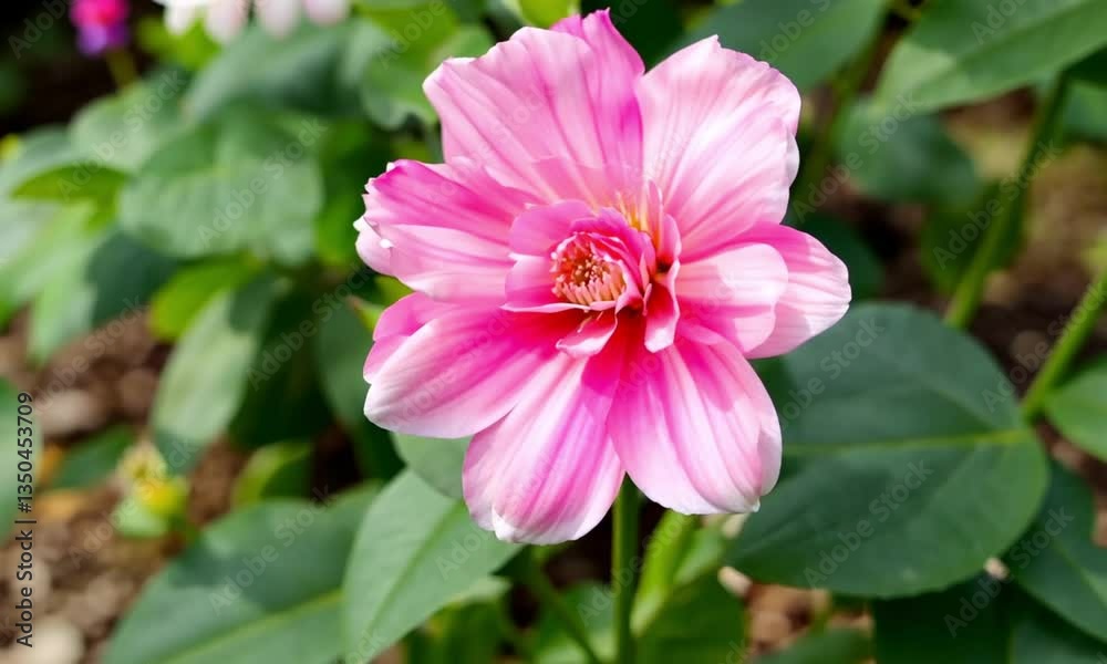 Close-up of a vibrant pink flower with white streaks, surrounded by green foliage Close-up of a vibrant pink flower with white streaks, surrounded by green foliage