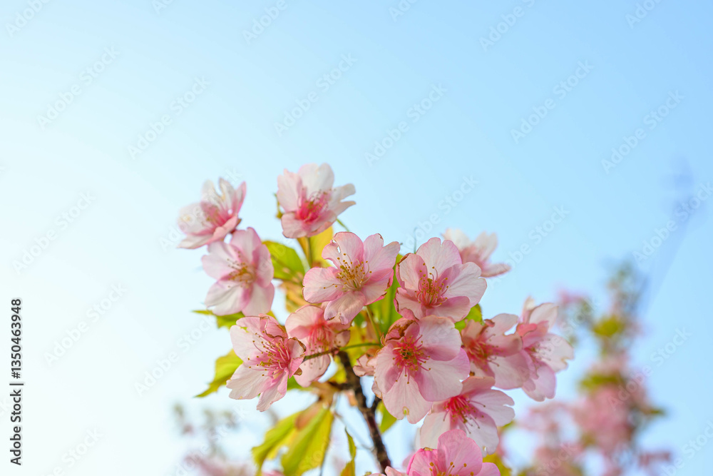 Fototapeta premium 早咲きの河津桜の花びらが太陽に照らされて輝く