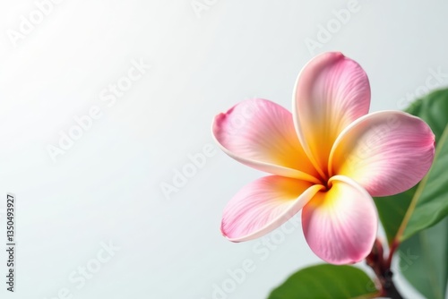 Close-up view of a delicate frangipani, pure white backdrop, element, illustration