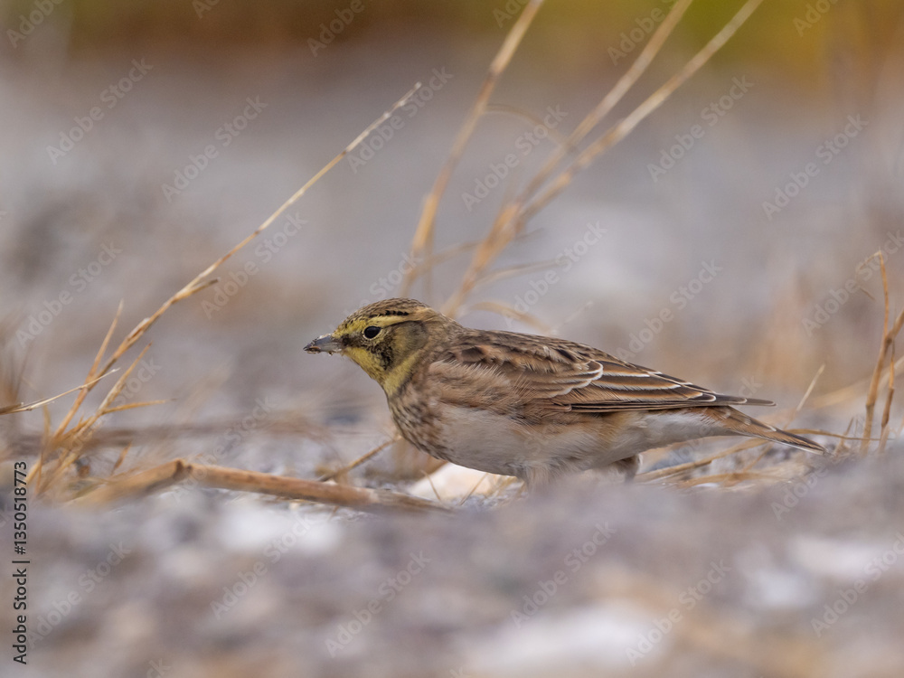 A close up of a Horned Lark amongst dry grass stems. A close up of a Horned Lark amongst dry grass stems.