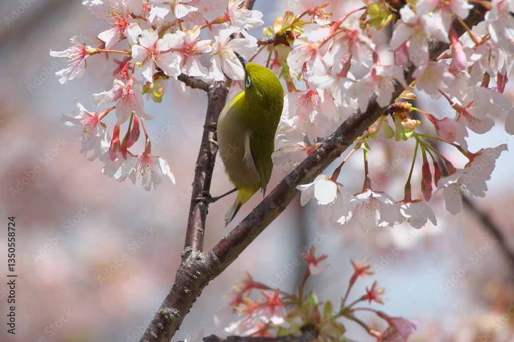 桜の蜜を吸うメジロ(大船フラワーセンターにて) 桜の蜜を吸うメジロ(大船フラワーセンターにて)