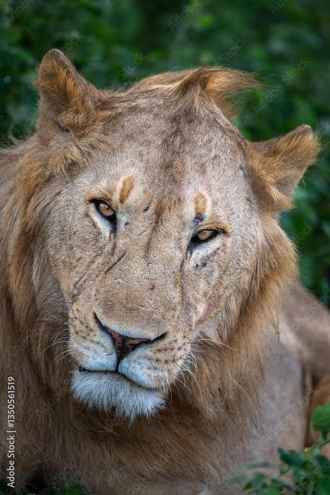Obraz premium portrait of a magnificent male lion