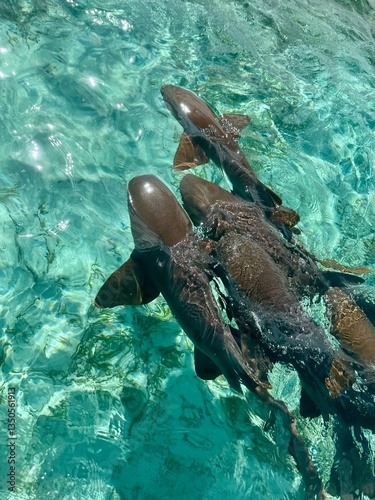 Nurse sharks in Caribbean Sea, Caye Caulker, Belize