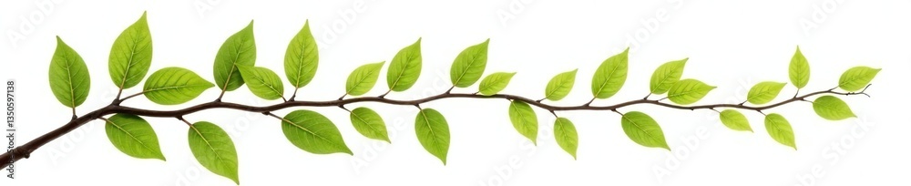 Branch with leaves isolated on white background, plants, tree, leafy Branch with leaves isolated on white background, plants, tree, leafy
