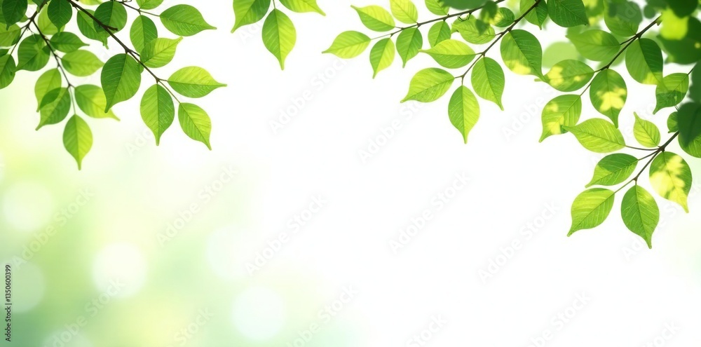 Isolated branches with green leaves against a white background, foliage, forest Isolated branches with green leaves against a white background, foliage, forest