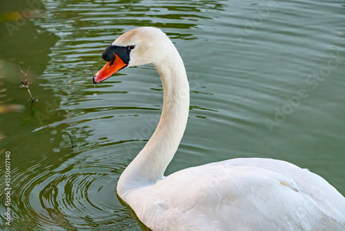Fototapeta Naklejka Na Ścianę i Meble -  Mute swan